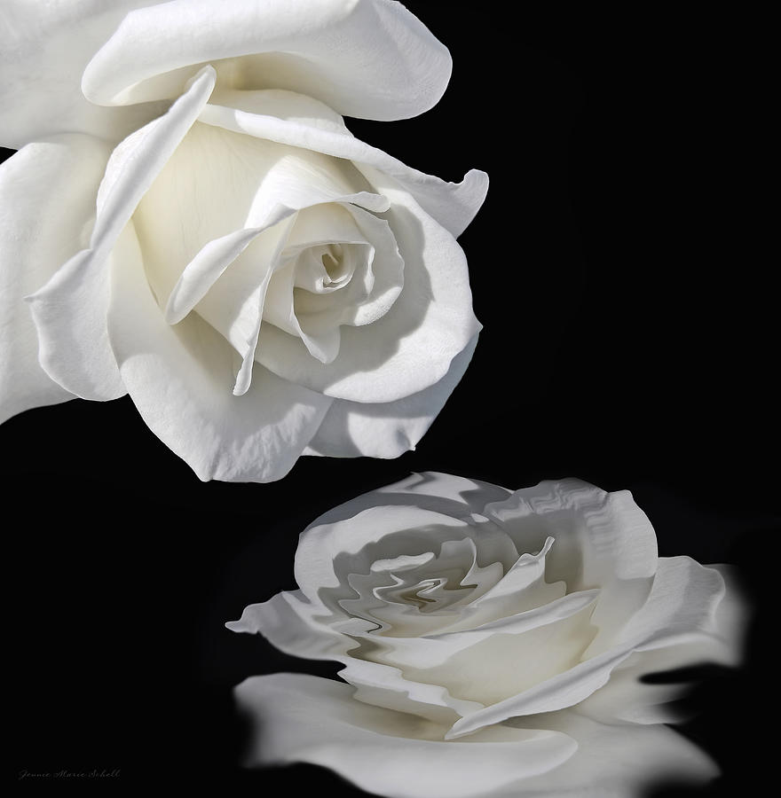 Reflection of my Love White Rose Photograph by Jennie Marie Schell
