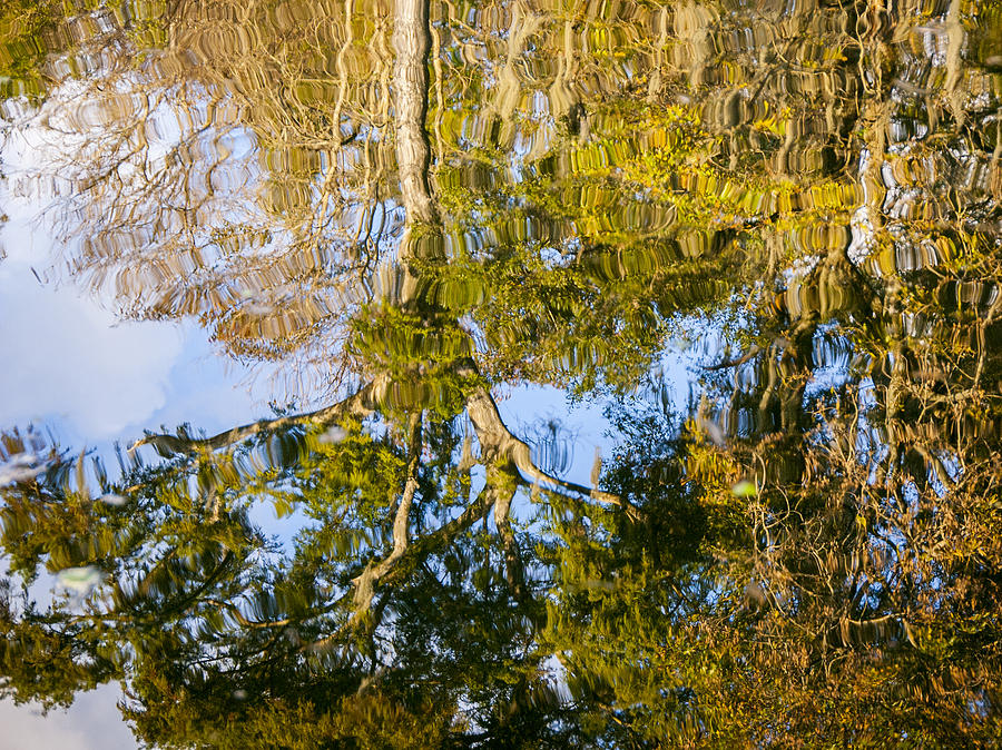 Tree Photograph - Reflection of October by Carolyn Marshall