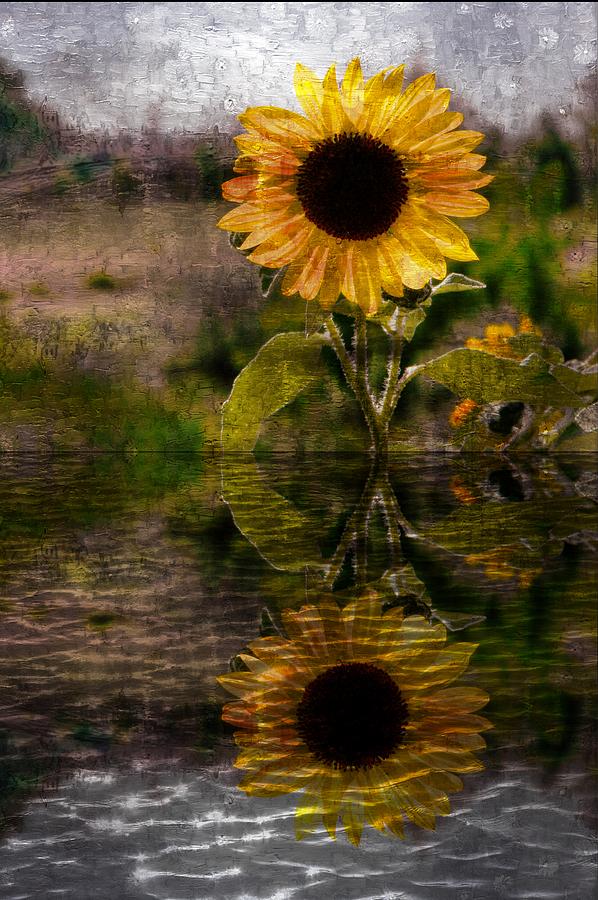 Reflection of Sunflower Photograph by Michelle Frizzell-Thompson