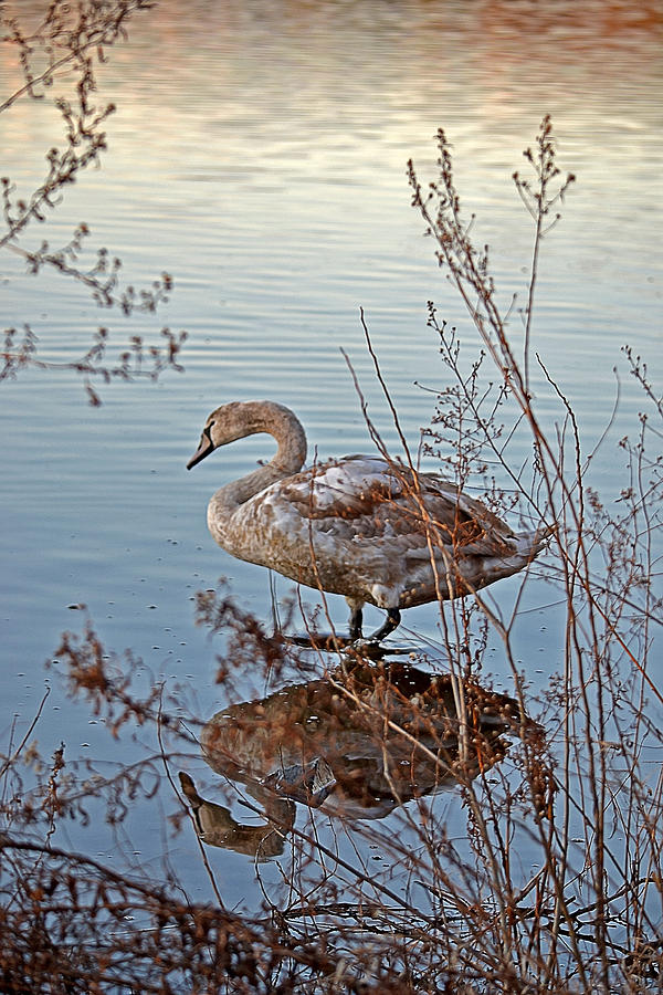 Swan Photograph - Reflection of Swan and Morning Light by Jatin Thakkar