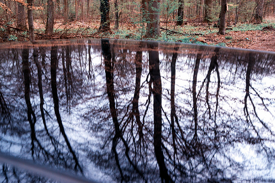 Reflection of trees in a forest in car roof Photograph by Matthias Hauser