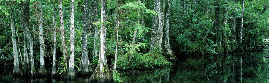 Reflection Of Trees In A Pond, Big Photograph by Panoramic Images