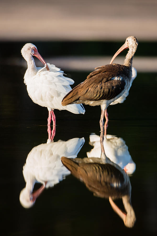 Bird Photograph - Reflection of Two Young Ibis by Andres Leon