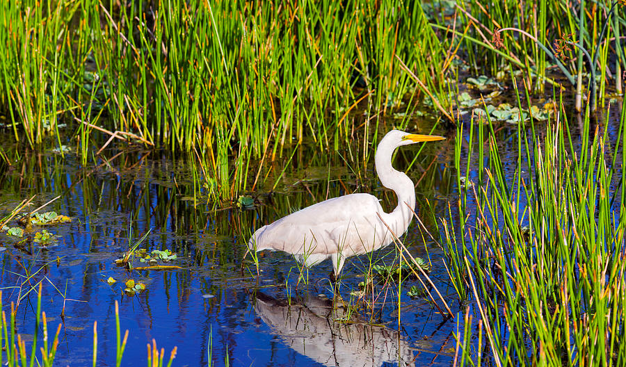 Crane Photograph - Reflection Of White Crane In Pond by Panoramic Images