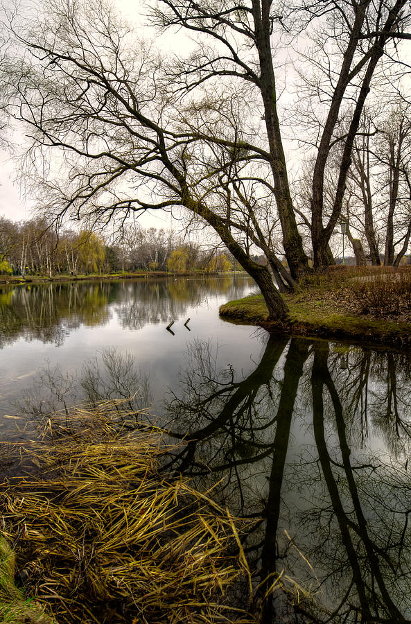 Tree Photograph - Reflection by Oleksandr Maistrenko