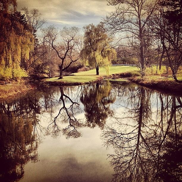 Tree Photograph - #reflection #park #maumee #toledo by Eric Shanteau