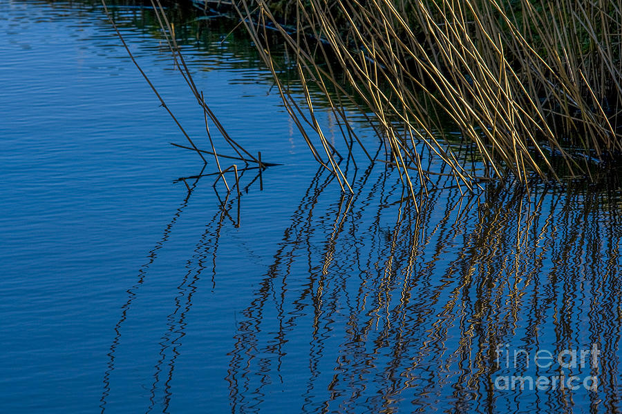 Reed reflection Photograph by Patricia Hofmeester