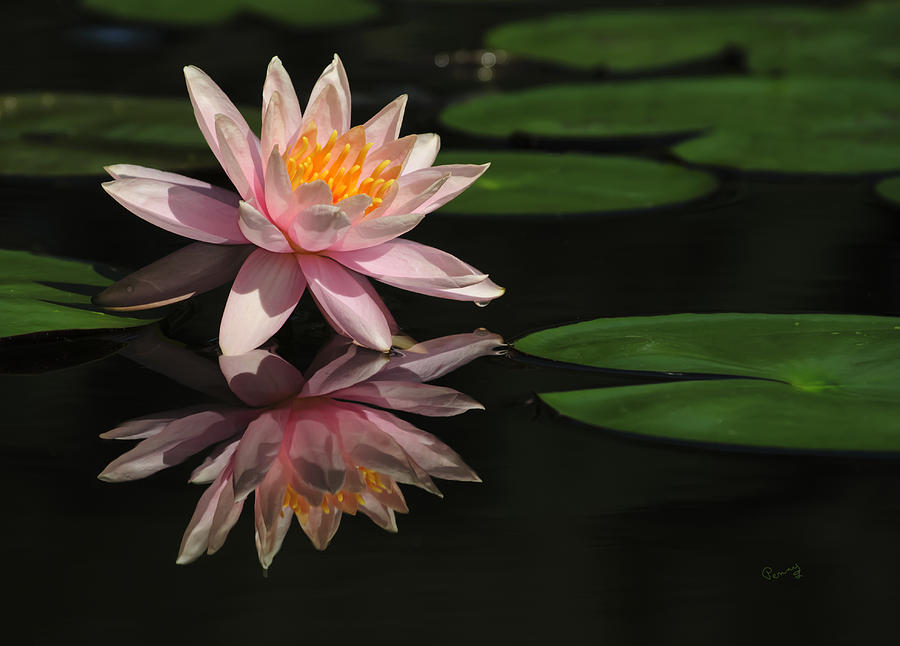 Flower Photograph - Reflection by Penny Lisowski