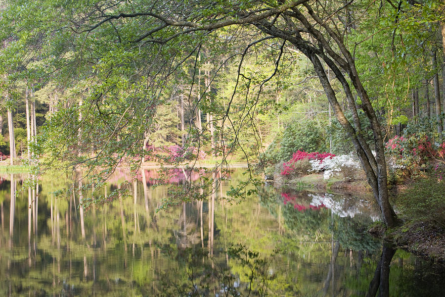 Reflection Pond Photograph by Eggers Photography