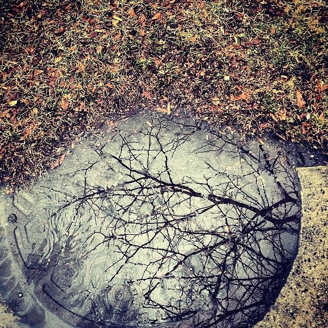 Tree Photograph - #reflection #puddle #tree #grass by Christopher Adamo-Rocco