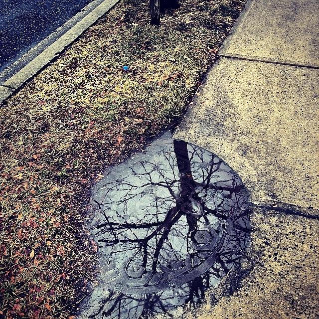 Tree Photograph - #reflection #rain #concrete #sidewalk by Christopher Adamo-Rocco
