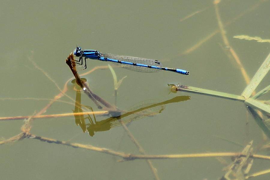 Damselfly 3 Blue Boy Reflection Predatory Insects Wetlands Wildlife Art Photograph by Reid Callaway