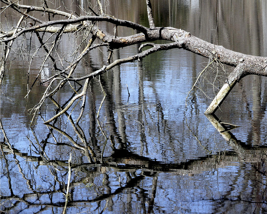 Nature Photograph - Reflection Tree by Bob Slitzan