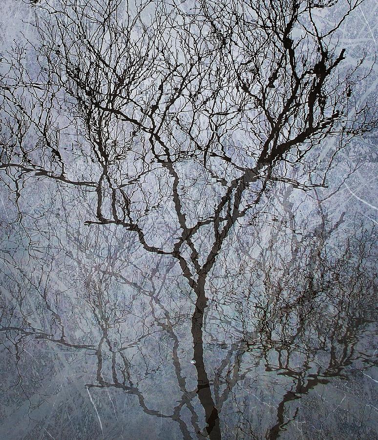 Reflection Tree Photograph by Joy Nichols