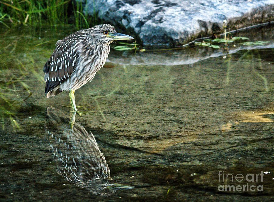 Reflection Young Night Heron Photograph by Cheryl Baxter