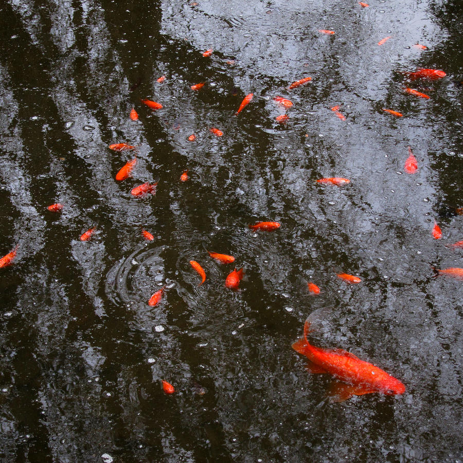 Reflections and Goldfish Photograph by Robin Street-Morris
