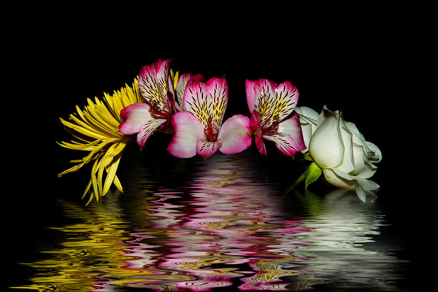 Flower Photograph - Reflections by Cecil Fuselier