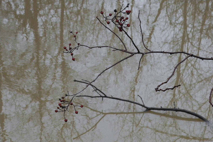 Creek Photograph - Reflections by Daniel Kasztelan