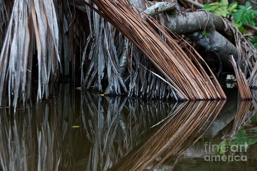 Nature Photograph - Reflections  by Gary Bridger