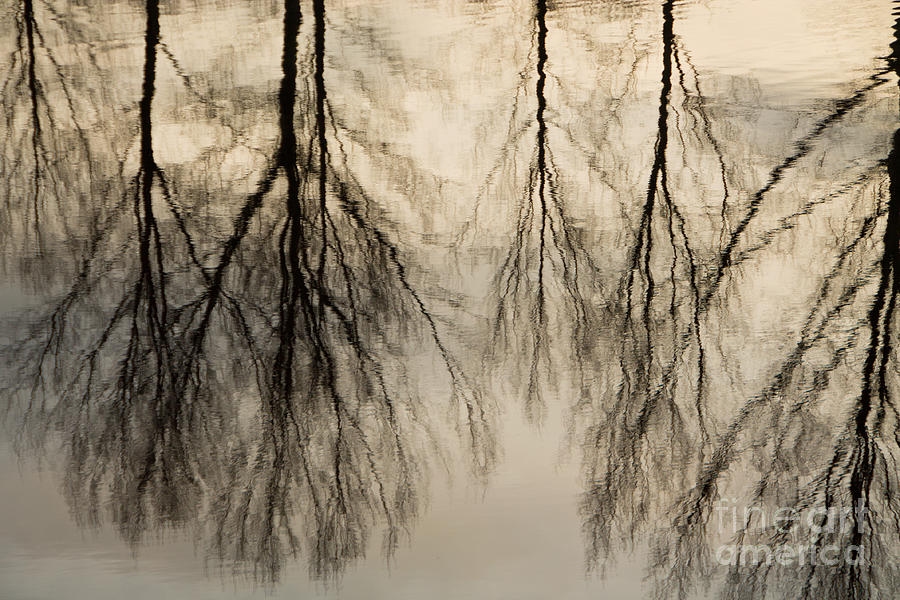 Reflections in black and grey Photograph by Adriana Zoon