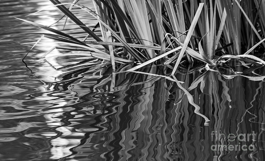 Nature Photograph - Reflections in Black and White by Kate Brown