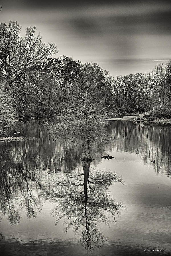 Black And White Photograph - Reflections in Black and White by Yvonne Emerson AKA RavenSoul