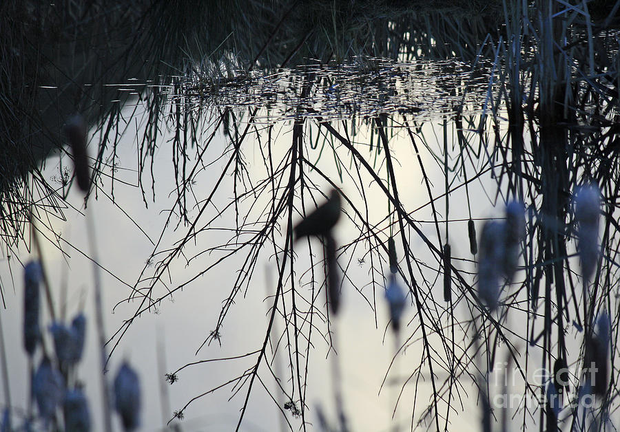 Winter Photograph - Reflections in Blue by Chris Anderson