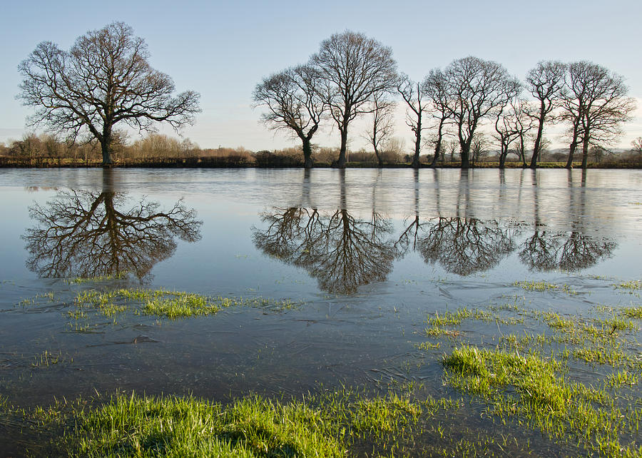 Tree Photograph - Reflections in flood water by Pete Hemington