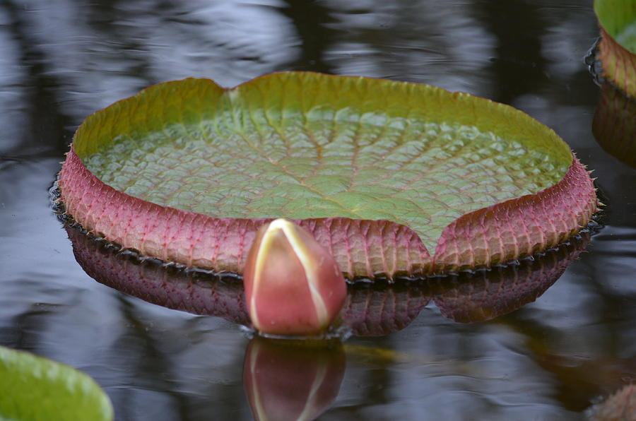 Reflections in the Lotus Pond Photograph by Maria Urso