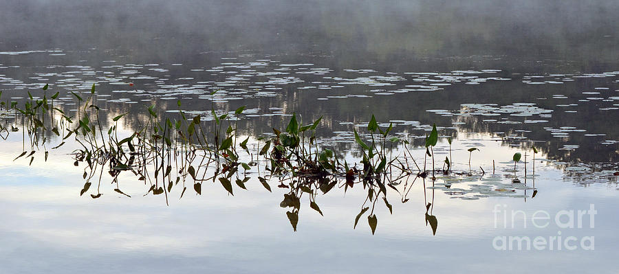 Reflections in the Mist Photograph by Lila Fisher-Wenzel