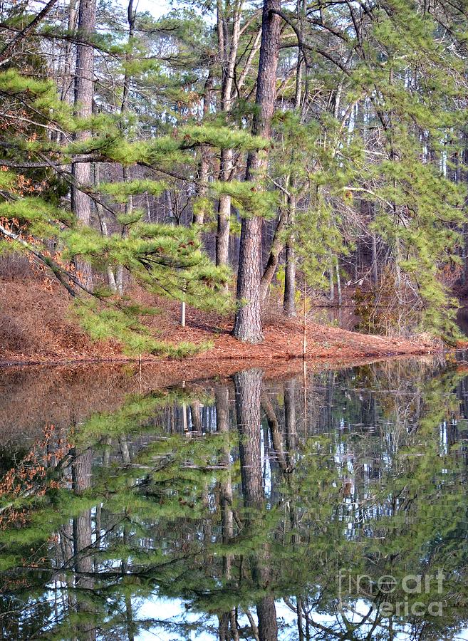 Tree Photograph - Reflections in the Pines by Maria Urso
