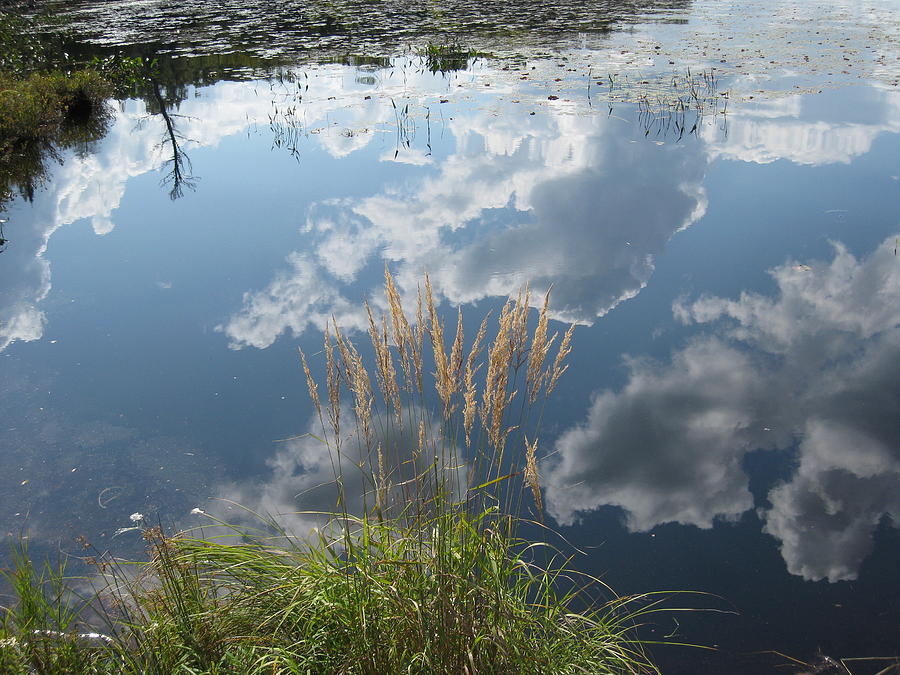Reflections in the Water Photograph by Dr Carolyn Reinhart