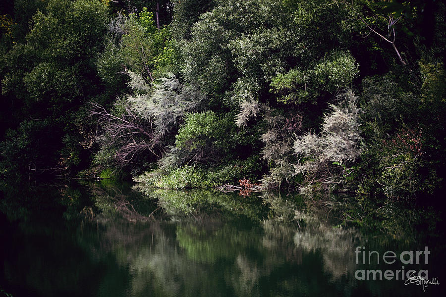 Tree Photograph - Reflections by Jacque The Muse Photography