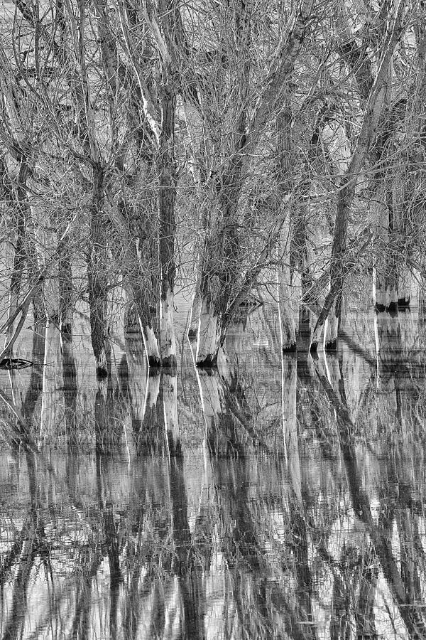 Tree Photograph - Reflections by Jana Thompson