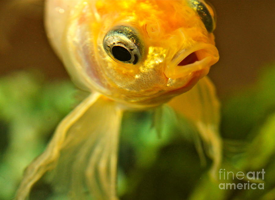 Reflections of a Goldfish Photograph by Michael Cinnamond