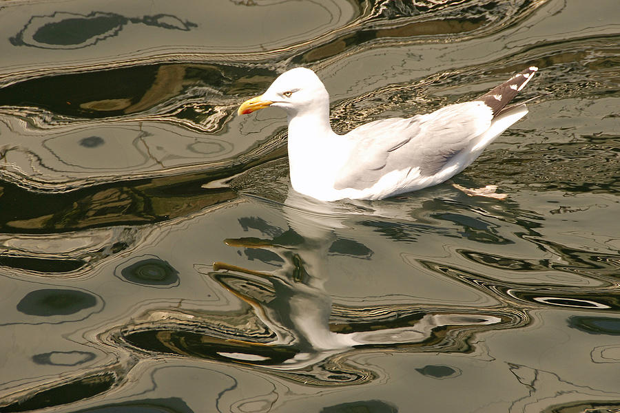 Reflections Of A Gull Photograph by Dan Myers