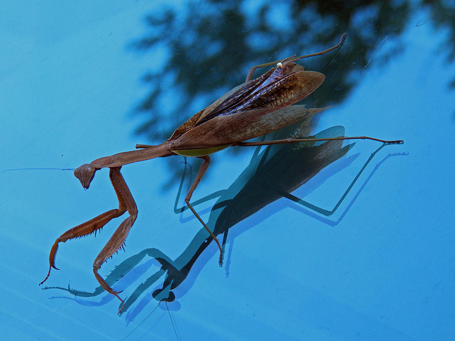 Reflections of a Mantis Photograph by Jennifer Robin