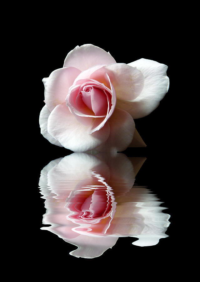 Reflections Of A Rose Photograph