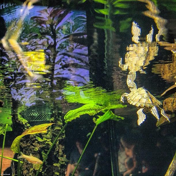 Reflections Of A Saw Back Map Turtle Photograph by Richard Gould