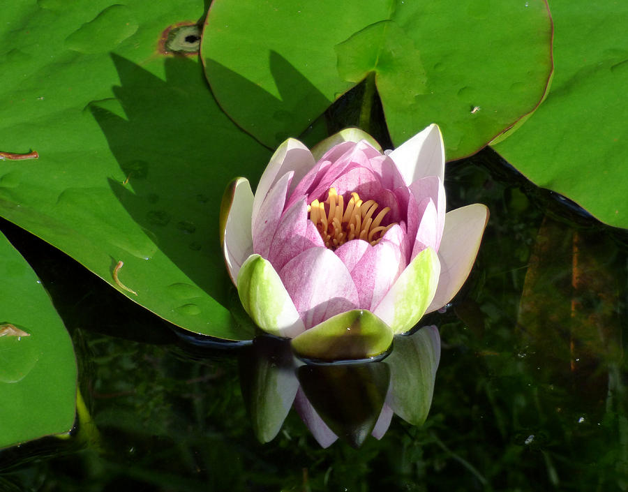 Reflections of a Water Lily Photograph by Lynn Bolt