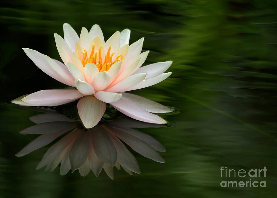 Reflections of a Water Lily Photograph by Sabrina L Ryan