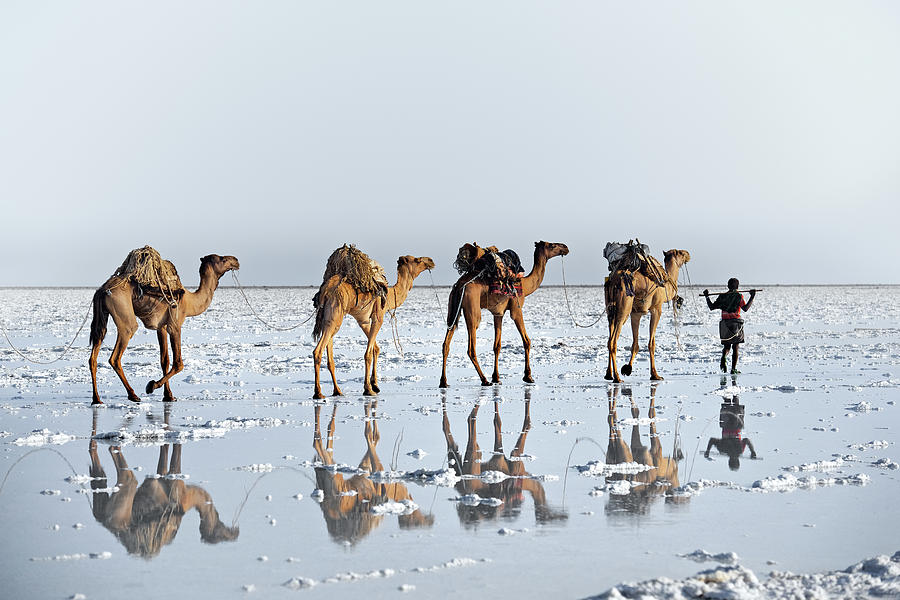 Camel Photograph - Reflections Of An Ancient Life by Trevor Cole