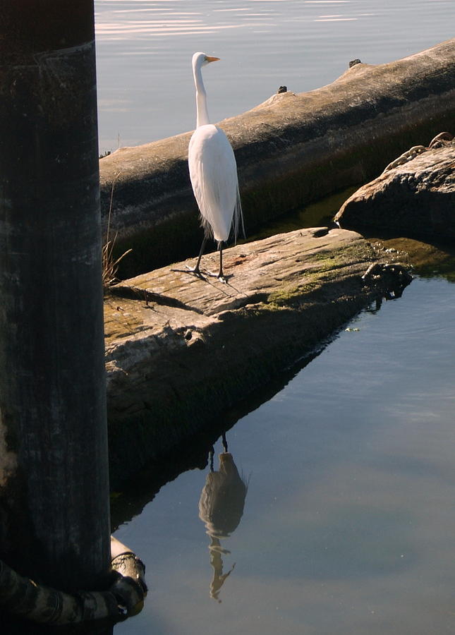 Reflections of an Egret Photograph by Beth Collins