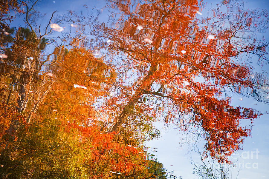 Reflections Of Autumn Photograph By Lisa McStamp   Fine Art America