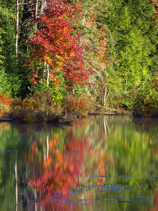 Reflections of Autumn Photograph by Lori Frisch
