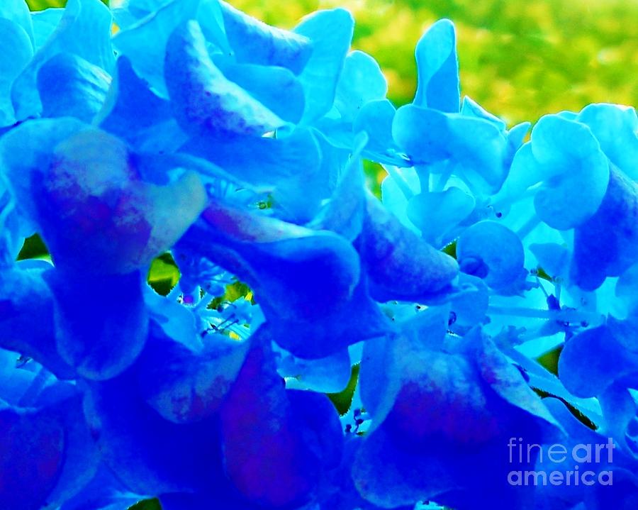 Flower Photograph - Reflections of Blue Hydrangeas by Eloise Schneider Mote
