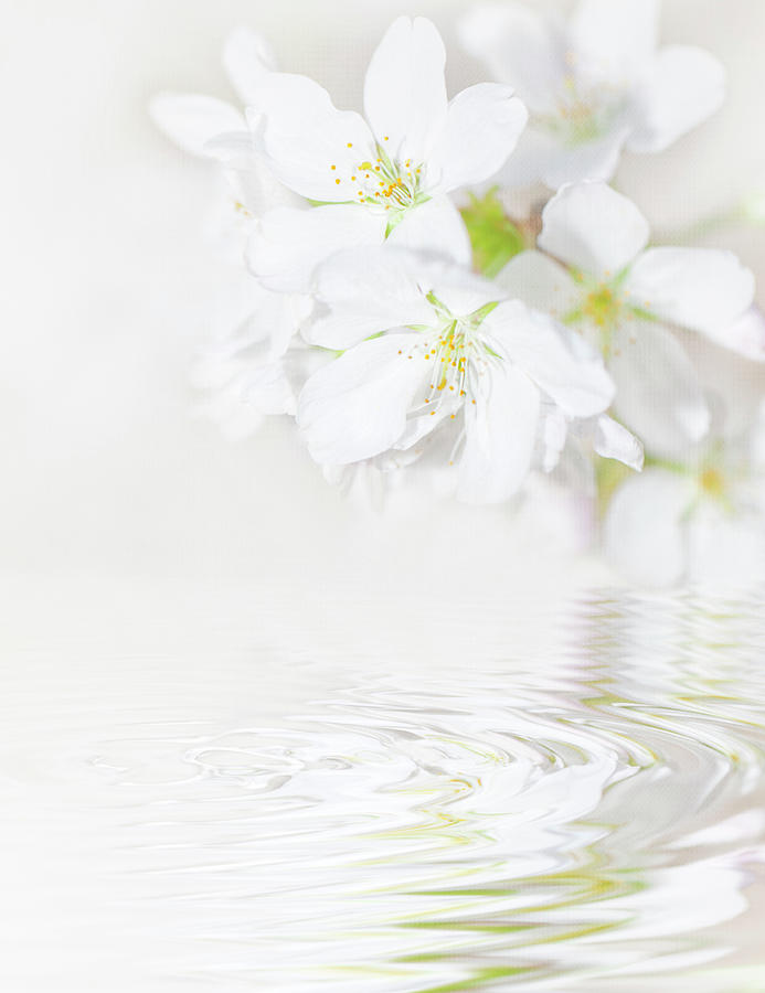 Reflections Of Cherry Blossoms Photograph by Susangaryphotography