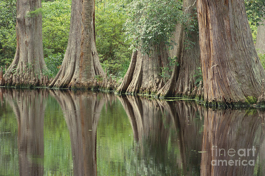 Reflections Of Cypress Trees Photograph by Art Wolfe