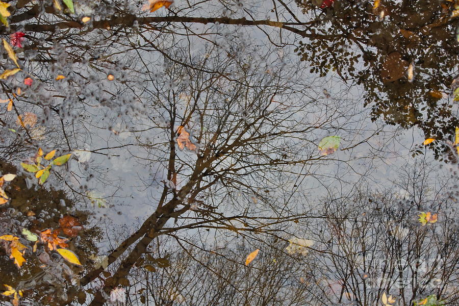 Tree Photograph - Reflections of Fall 3 by Marie Spence