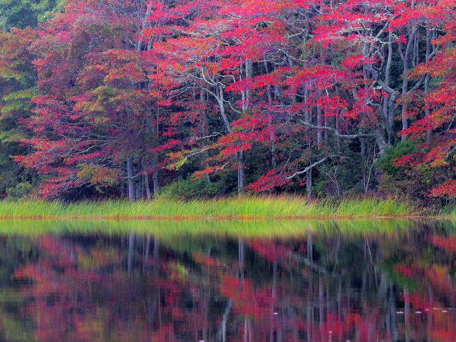 Nature Photograph - Reflections of Fall by Dianne Cowen Cape Cod Photography